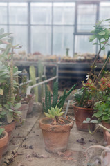 Plants in pots in a greenhouse