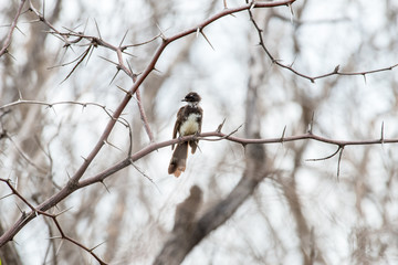 Fantails are small insectivorous birds of Southeast Asia