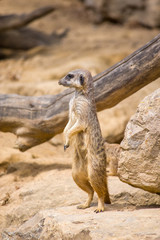 Meerkat carefully watching the environment