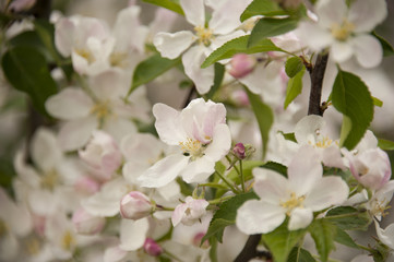 apple tree in blooming time