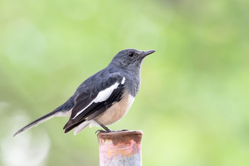 oriental magpie robin bird