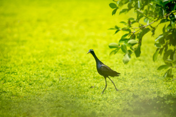 Bronze-winged Jacana