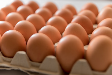 chicken eggs on a white background