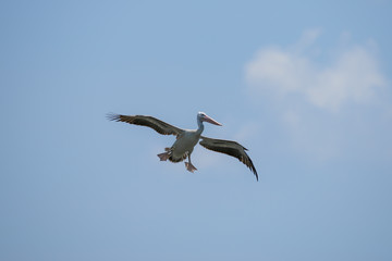 Flying spot billed pelican or grey pelican in Thailand