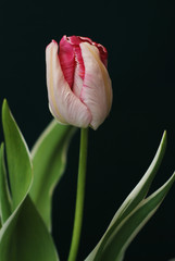 Beautiful Pink and Yellow Blooming Parrot Tulip Head against a Black background. Close Up Parrot Tulip flower.