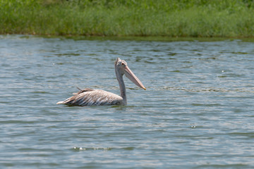 spot billed pelican or grey pelican in Thailand