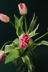 Beautiful Pink and Yellow Blooming Parrot Tulip Head against a Black background. Close Up Parrot Tulip flower.