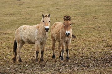 Obraz premium Przewalski's Horse in the nature looking habitat during autumn time. Horse in the chilly morning weather near the forst. Misty mornig in India. Equus ferus przewalskii.