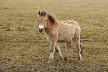 Przewalski's Horse in the nature looking habitat during autumn time. Horse in the chilly morning weather near the forst. Misty mornig in India. Equus ferus przewalskii.
