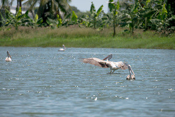 Flying spot billed pelican or grey pelican in Thailand