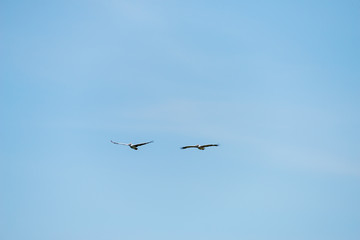 Flying spot billed pelican or grey pelican in Thailand