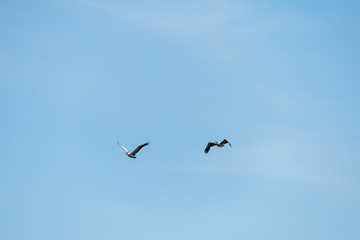 Flying spot billed pelican or grey pelican in Thailand