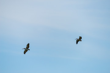 Flying spot billed pelican or grey pelican in Thailand
