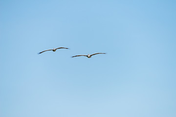 Flying spot billed pelican or grey pelican in Thailand
