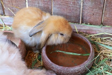 Cute yellow and brown rabbit lying and drink water in the ceramic bowl on the dry grass in rabbit's house background. Selective focus. Animal and Easter concept.