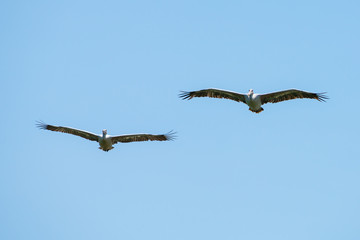 Flying spot billed pelican or grey pelican in Thailand