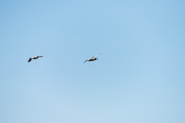 Fototapeta premium Flying spot billed pelican or grey pelican in Thailand