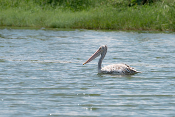 spot billed pelican or grey pelican in Thailand