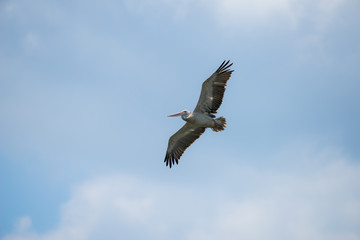 Fototapeta na wymiar Flying spot billed pelican or grey pelican in Thailand