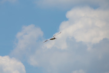 Flying spot billed pelican or grey pelican in Thailand