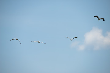 Group of spot billed pelican flying with blue sky in Thailand