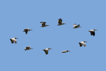 Group of spot billed pelican flying with blue sky in Thailand