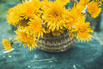 Yellow dandelions. Detail of bright common dandelions in a basket at springtime.