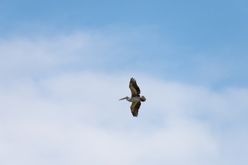 Flying spot billed pelican or grey pelican in Thailand