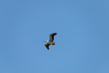 Flying spot billed pelican or grey pelican in Thailand