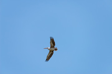 Flying spot billed pelican or grey pelican in Thailand