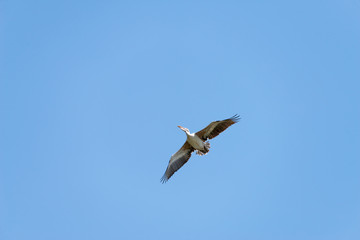 Flying spot billed pelican or grey pelican in Thailand