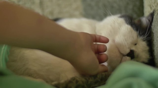 Hand playing with a sleeping cat