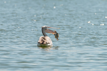 spot billed pelican or grey pelican in Thailand