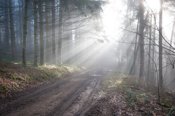 Naklejka premium Magic Forest, Wood in the mist, Vosges, France
