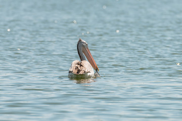 spot billed pelican or grey pelican in Thailand