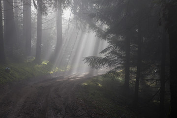 Obraz premium Magic Forest, Wood in the mist, Vosges, France