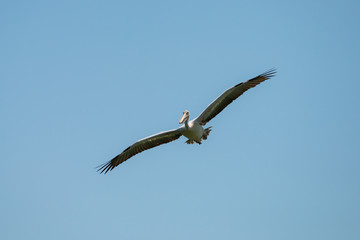 Flying spot billed pelican or grey pelican in Thailand