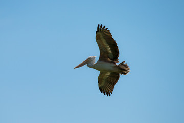 Flying spot billed pelican or grey pelican in Thailand