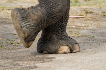 Obraz premium Elephant leg in farm. Close up shot.