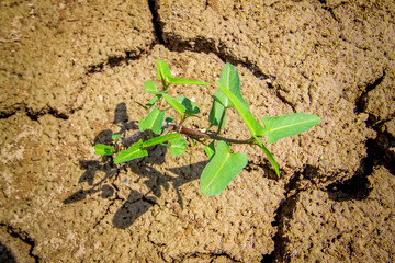 Plant growing from arid land
