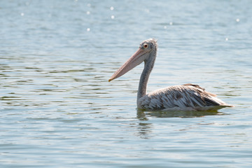 Fototapeta na wymiar spot billed pelican or grey pelican in Thailand