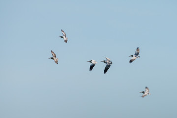 Flying spot billed pelican or grey pelican in Thailand