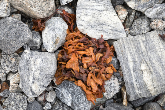 Braunalgen an der K&uuml;ste Gr&ouml;nlands