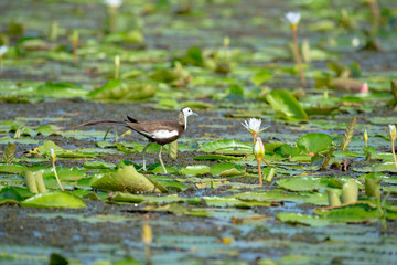 Pheasant-tailed Jacana is the most beautiful waterbird with long tail lived, walk on floating vegetation in shallow lakes