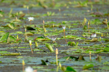 Pheasant-tailed Jacana juvenile
