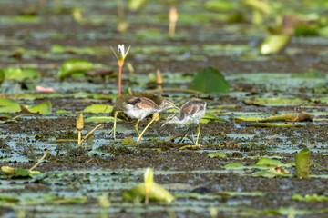 Pheasant-tailed Jacana juvenile