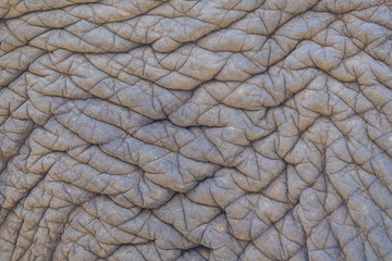 Elephant skin texture or background
