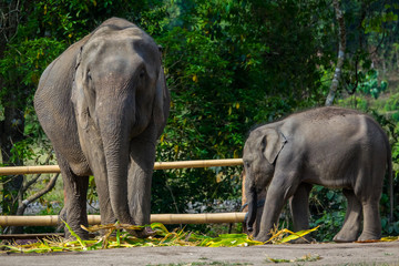 Fototapeta premium Asian elephant in farm in Thailand
