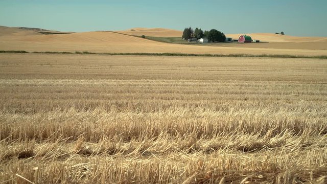 Wheatfield and Buildings, Palouse, Washington State 4K. UHD. A wheat field and farm buildings in Washington State, USA. 4K, UHD,
