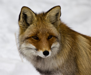Лиса, Сафари Парк, Шкотово, Приморский край